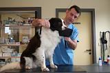 BORDER COLLIE - MUSELIERE 003